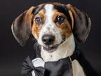 Adopt PADDY a Treeing Walker Coonhound, Beagle