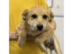 Adopt Merlin a Mixed Breed