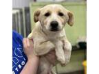 Adopt Marlowe a Mixed Breed