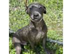 Adopt Tackett a Pit Bull Terrier