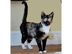 Evie Domestic Shorthair Young Female