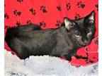 6309 Murphy Domestic Shorthair Kitten Male