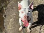 Kali American Pit Bull Terrier Adult Female