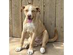 Adopt Harvey Specter a Mixed Breed