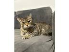 Miracle Domestic Shorthair Adult Female