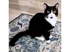 Dexter Domestic Shorthair Young Male