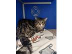 Pickles Domestic Shorthair Adult Male