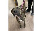 Izabel American Pit Bull Terrier Young Female