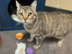 Josephine Domestic Shorthair Adult Female