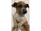 BILLY Mixed Breed (Medium) Puppy Male