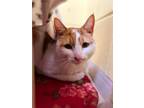 Snowflake (bonded with Duke) Domestic Shorthair Adult Male