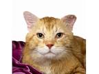 Zeki Domestic Shorthair Adult Male