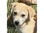 MADDIE Labrador Retriever Puppy Female