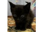 Bamboo Domestic Shorthair Young Male