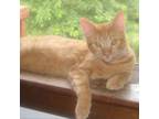 Adopt Tom Tom a Domestic Short Hair