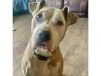 Adopt Rocky Bulwinkle a Pit Bull Terrier, Great Dane