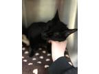Fiddle Domestic Shorthair Young Female