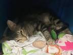 Calum Domestic Shorthair Adult Male