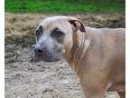 Cindy-Lou Who Black Mouth Cur Adult Female