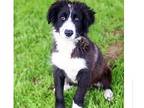 Hudson Border Collie Young Male