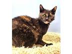 C23-241 Chai Domestic Shorthair Adult Female