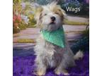 Adopt Wags a Terrier