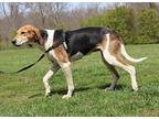 Abby Treeing Walker Coonhound Young Female
