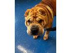 Hachi Shar Pei Adult Male