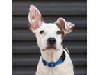 Adopt Sammy a Cattle Dog, Mixed Breed