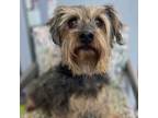 Adopt Oliver a Yorkshire Terrier