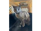 Adopt THOMAS a Russian Blue