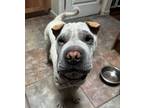 Adopt Mascarpone a Shar-Pei