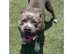 Adopt Buster a Pit Bull Terrier