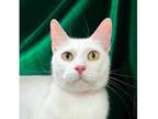 Lily Domestic Shorthair Adult Female