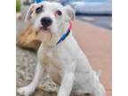 Adopt Timothy a Mixed Breed, Terrier