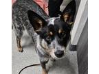 Adopt Vinnie a Australian Cattle Dog / Blue Heeler