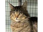 Adopt Warrior a Domestic Medium Hair