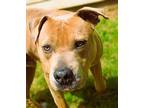 Sanders American Staffordshire Terrier Young Male