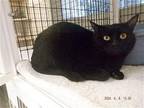 BREEZY Domestic Shorthair Adult Female