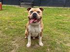 Adopt DARNELL a Pit Bull Terrier