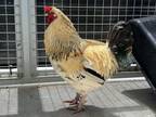 Adopt MONDO a Chicken