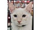 Adopt Kasper - Bonded with Kinji a Siamese