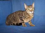 K-Kohl-Wolfe Tabby Young Male