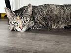 Darby Domestic Shorthair Adult Female