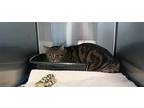 Trevor Domestic Shorthair Adult Male