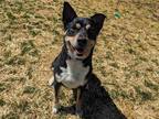 Scout Australian Cattle Dog Adult Male