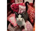 Milkshake Domestic Shorthair Female