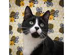 Tuxie Domestic Shorthair Adult Male