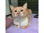 Larry Domestic Shorthair Adult Male