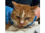 Outrageous Orange Domestic Shorthair Senior Male